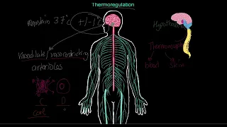 IB Sports, exercise and health science 2024: Thermoregulation