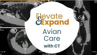 Elevate & Expand your AVIAN practice with CT