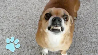 101 Funniest Chihuahua Videos | Try Not To Laugh Challenge 2018