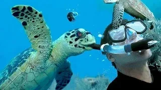 Did you know that TURTLES & TORTOISES can make you CRY FROM LAUGHING TOO HARD? - FUNNIEST VIDEOS