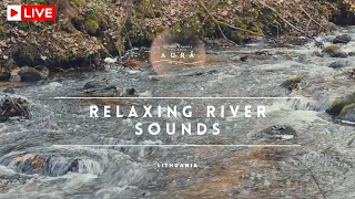 🔴 Relaxing River Sounds - Peaceful Forest River -  HD 1080p - Nature Video - Meditation