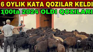 TOJIKISTON XISSORI QOZILARI YETIB KELDI 2024 ENG ZORLARI KELDI