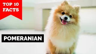 Pomeranian - Top 10 Facts