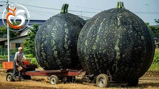 Black watermelon farms, Why is black watermelon the most expensive in the world? | Farm Documentary