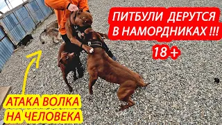 18+ ПИТБУЛИ ДЕРУТСЯ В НАМОРДНИКАХ. АТАКА ВОЛКА НА ЧЕЛОВЕКА!!!