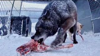 Волк разорвал баранину, Wolf tore lamb
