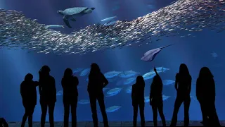 Monterey Bay Aquarium, CA Walkthrough 2021