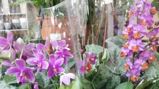 К нам в Сочи приехали ооочень красивые орхидеи! 😍😍