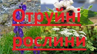 ТОП 10 найотруйніших рослин України.