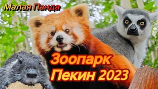 Пекинский Зоопарк 2023 : КРАСНЫЕ ПАНДЫ, САФАРИ (Бейзинь Дунуюань)