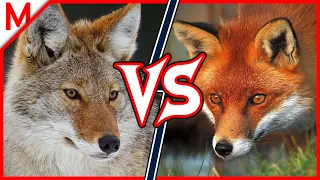 15💥Coyote vs Red Fox | + Raccoon vs Red Panda winner