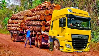 Dangerous Biggest Logging Wood Truck Operator, Extreme Chainsaw Tree Felling & Firewood Processing