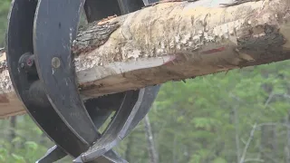 Educational program aims to attract next generation of loggers