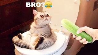 New Funny Animals 2024 🤣 Funniest Cats and Dogs 😻🐶 Part 12