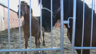 Cleveland police chase 2 of their horses on the Shoreway