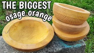 Only of its kind in Croatia??? 11 inch diameter OSAGE ORANGE bowl.