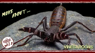 More About... Vinegaroons!