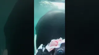Watch as an Orca brings a stingray carcass to a diver 🤯 #shorts #2021