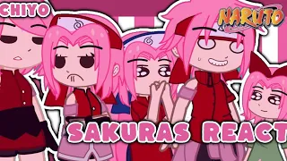 Sakuras React(｢`･ω･)｢