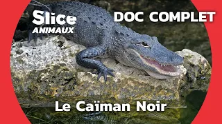 L'Enigme du Caïman Noir  I SLICE ANIMAUX