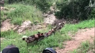 wild dogs vs baby warthog eaten alive