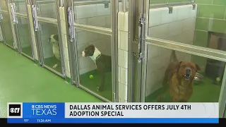 Dallas Animal Services asking for help to clear the shelter