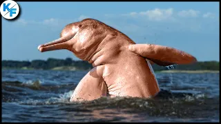 Редкое зрелище: красота и величие амазонского розового дельфина.
