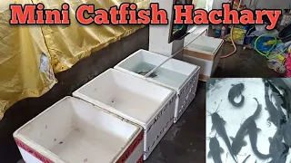 Magur fish hatchery | MIni fish hatchery /Catfish hatchery /