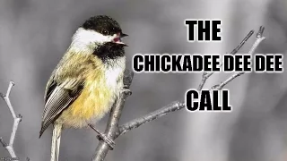 Chickadee-dee-dee Call