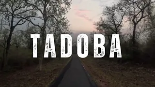 Tadoba Documentary | May 2024 | Tadoba Andhari Tiger Reserve | Chandrapur | Chhoti Tara | Sonam