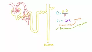 Inulin and PAH and their use in measuring GFR and RPF