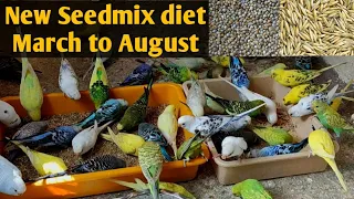 Budgies Parrots ko Garmi ka new Seedmix