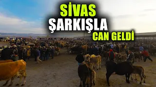 Sivas Şarkışla Hayvan Pazarı Tekrar Hareketleniyor | Bölüm 1