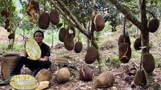 Harvest big jackfruit in the wild garden goes to market sell,  Cook , Cooking ,  vang hoa