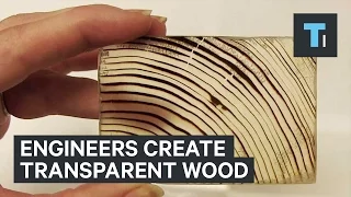 Engineers create transparent wood