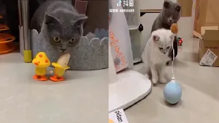 Cat Reaction to Playing Toy || Funny Cat Toy Reaction Compilation || Fun with Pets Tv