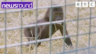 Meet a Rare Baby Gorilla | Newsround