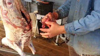 Gutting one of our grass fed sheep