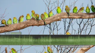 Budgie Sounds! The calls of wild budgerigars (parakeets) in outback Australia