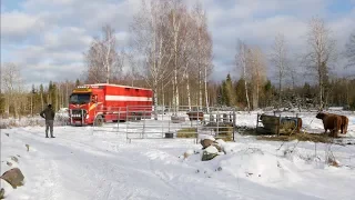 Highland Herd Goes CRAZY When New Cattle Arrives