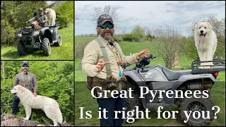 Great Pyrenees | Is It Right For You?