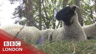 Sheep on Hampstead Heath - BBC London
