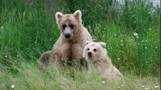 435 Holly "The Queen" of Katmai