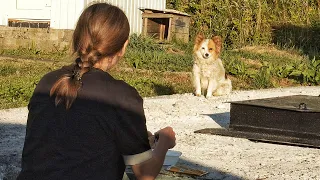 Woman Spent 6 Months Trying to Catch Tiny Scared Dog at Gas Station... and Then it Happened