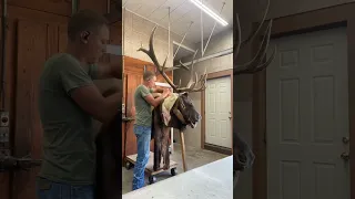 How to Mount an Elk in 60 Seconds!