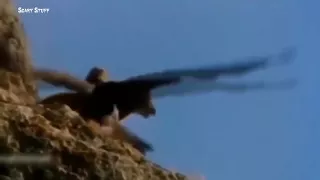 The Best of Eagle Attacks Caught on Video   Most Amazing Wild Animal Fights   HD