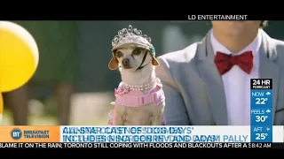 Catching up with the stars of 'Dog Days'