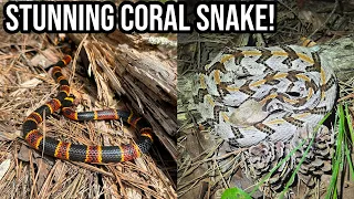 Fantastic Fall Snake Hunting! Amazing Coral Snake, Timber Rattlesnakes, and More!