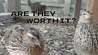 Things I Wish I Knew Before Raising Coturnix Quails