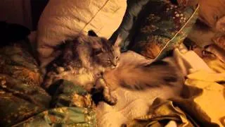 Maine Coon Cat Bathing